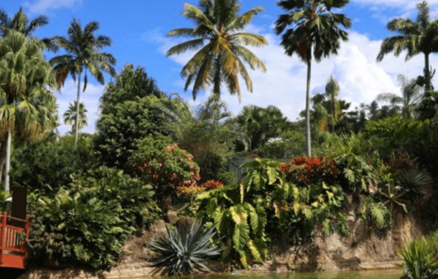 Journée à Tradition : Immersion dans l’Âme de la Guadeloupe